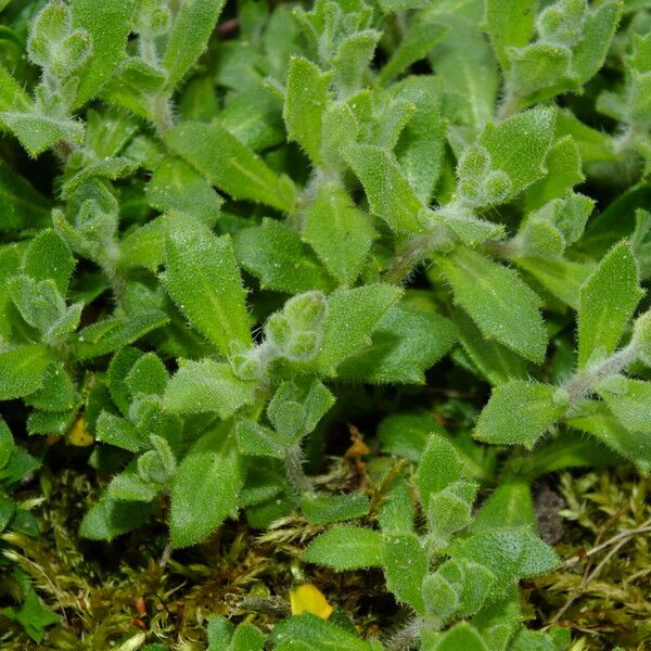 Aubrieta gracilis Листок