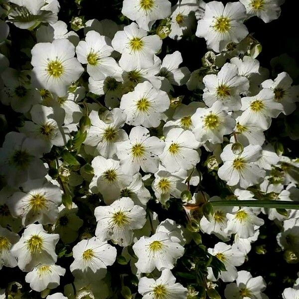 Arenaria montana Floare