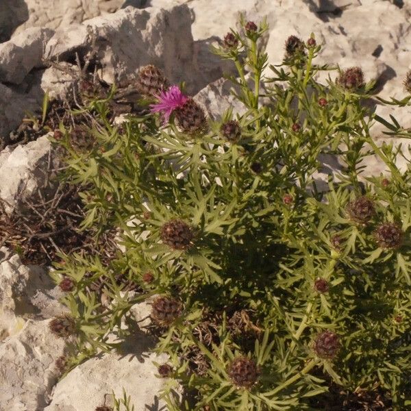 Centaurea corymbosa Habit