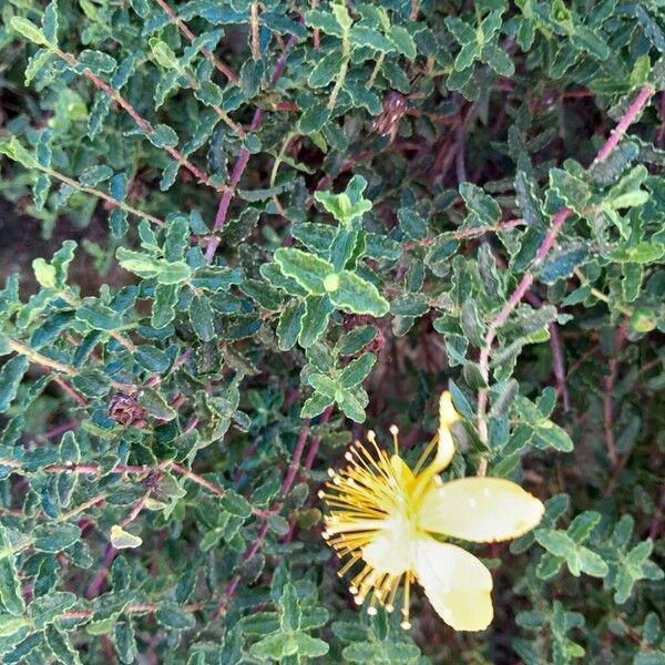 Hypericum balearicum Habitus