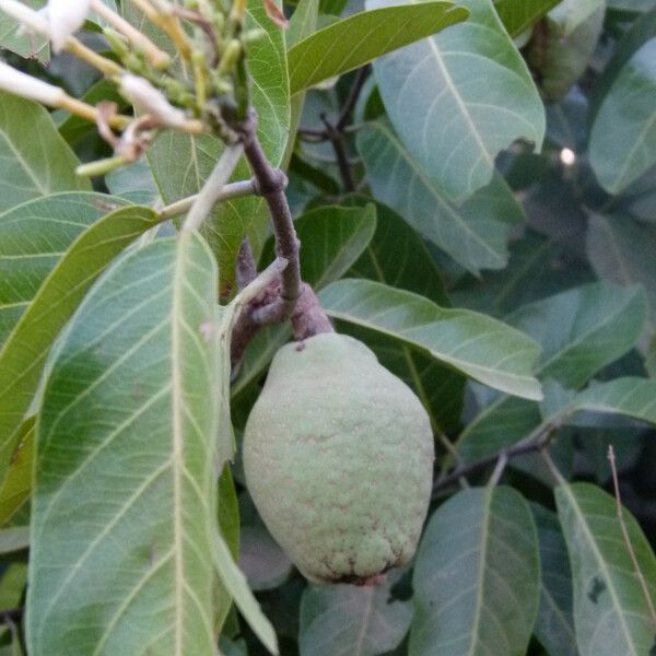 Saba senegalensis Fruit