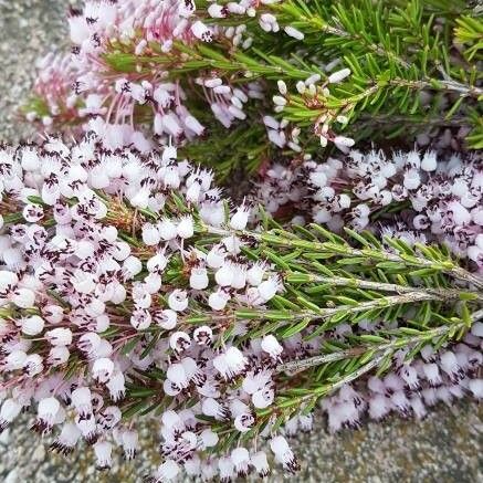 Erica vagans Kukka