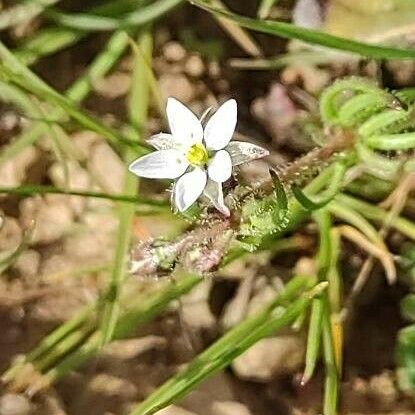 Spergula arvensis Flower