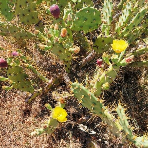 Opuntia stricta برگ