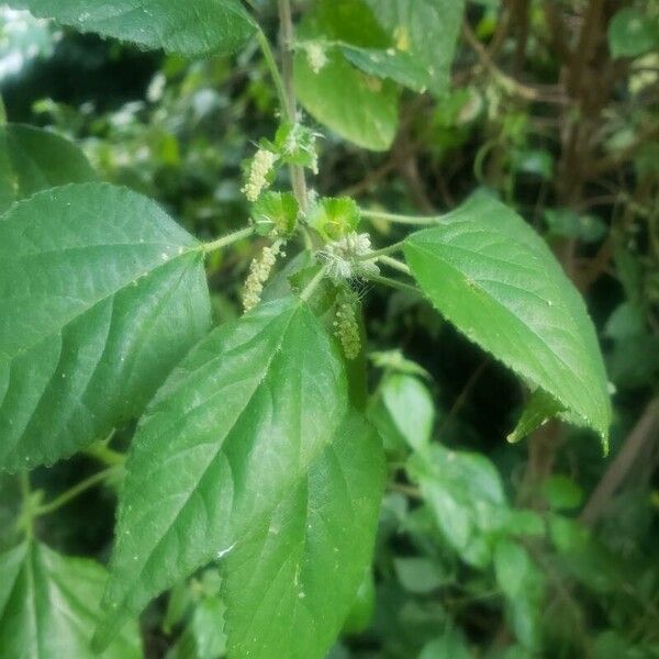 Acalypha indica Leaf