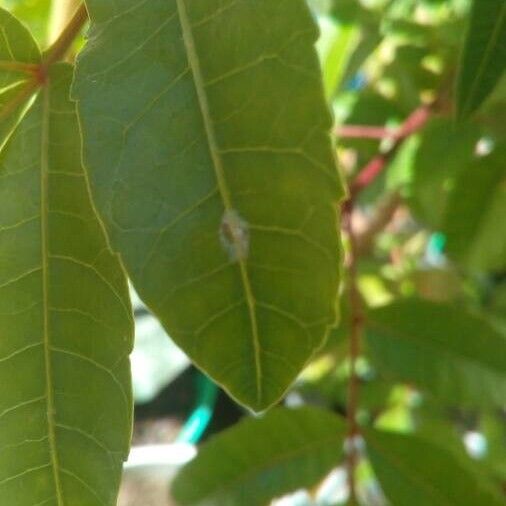 Arbutus unedo Blad