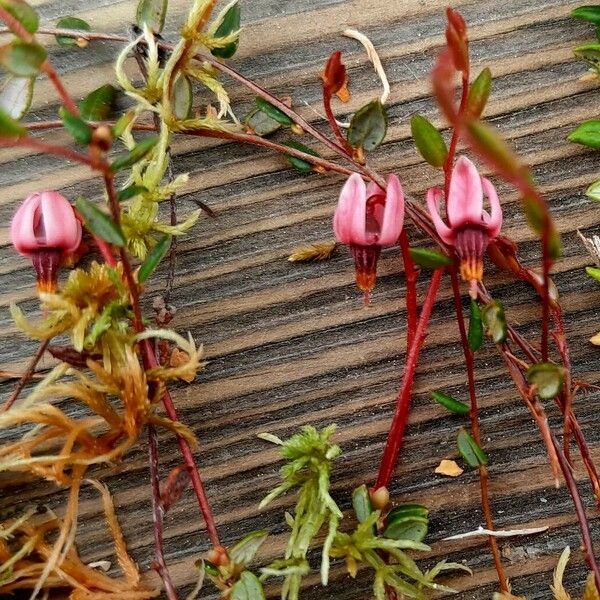 Vaccinium oxycoccos Floare