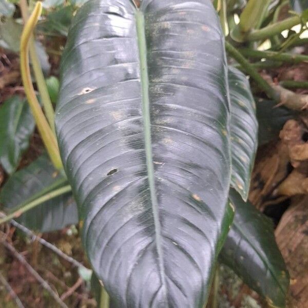 Philodendron davidsonii Folha