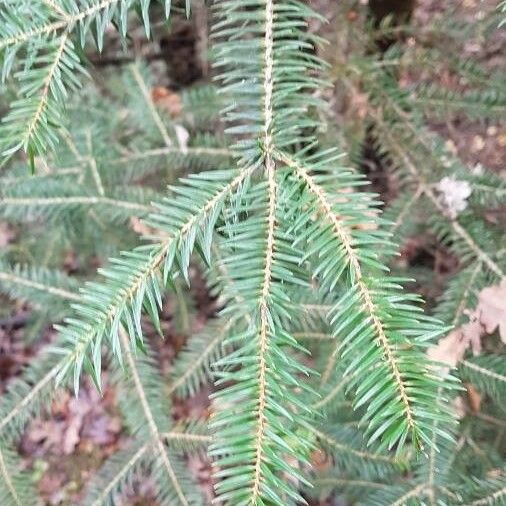 Abies cephalonica Leaf