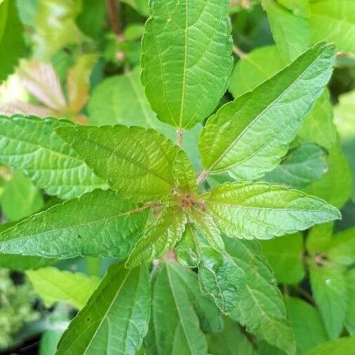 Acalypha virginica পাতা