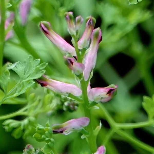 Fumaria densiflora その他の提案