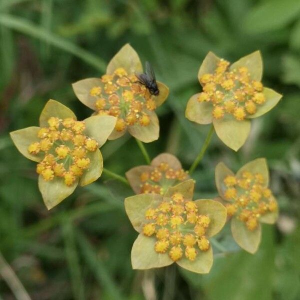 Bupleurum longifolium Цветок