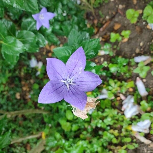 Campanula carpatica Кветка