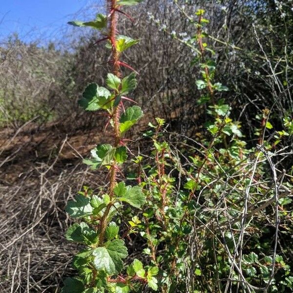 Ribes speciosum Folha