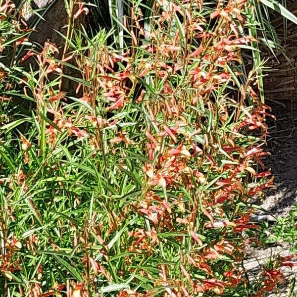 Lobelia laxiflora പുഷ്പം