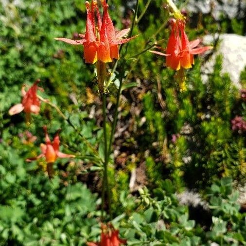 Aquilegia formosa Flower