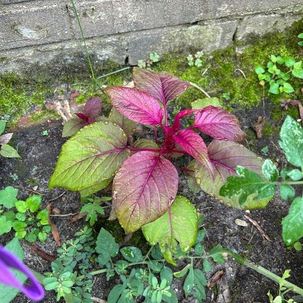 Amaranthus tricolor Foglia