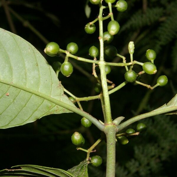 Psychotria panamensis ᱥᱟᱠᱟᱢ