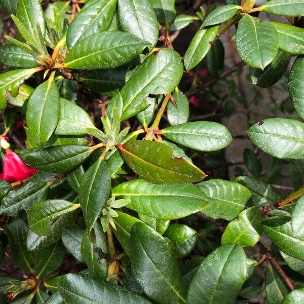 Rhododendron forrestii Folha