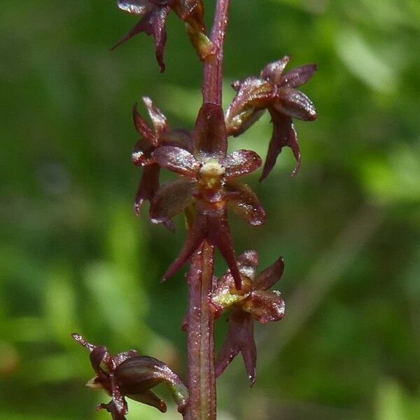 Neottia cordata Цвят