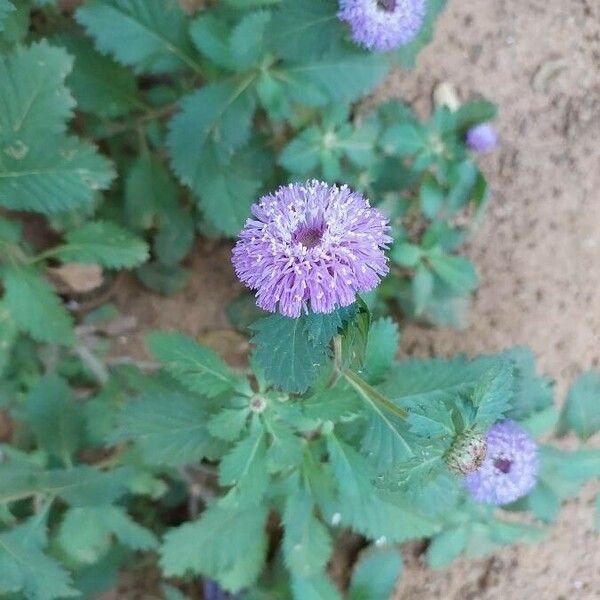 Centratherum punctatum Flower