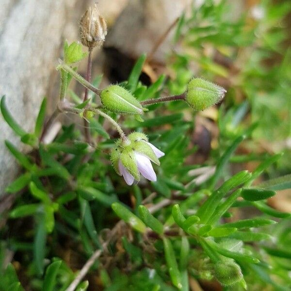 Spergularia marina Flower