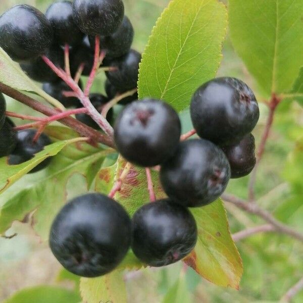 Aronia melanocarpa Fruto