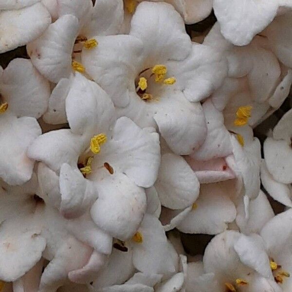 Viburnum carlesii Flower