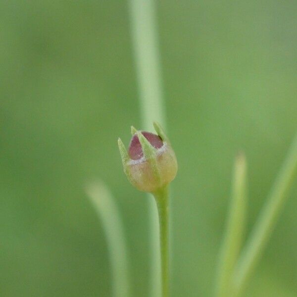 Oldenlandia lancifolia 果實