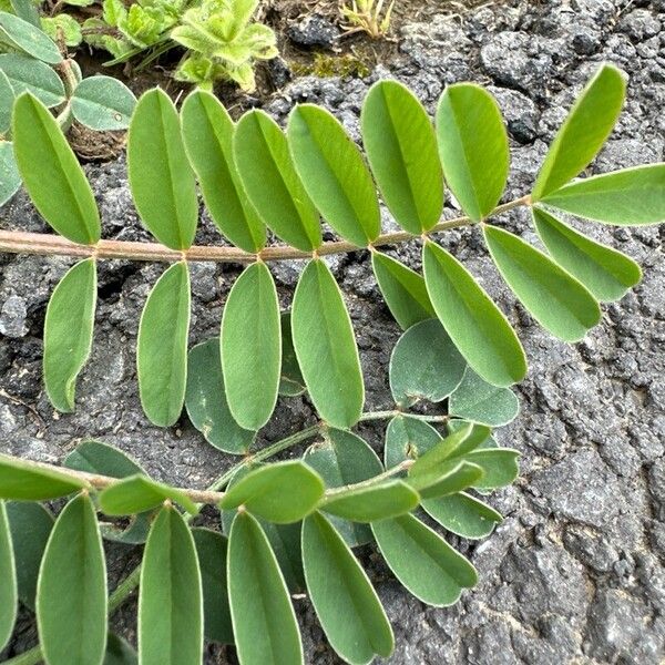 Onobrychis viciifolia 葉