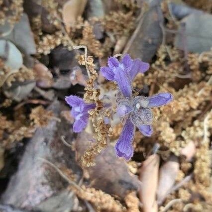 Orobanche nana Blomst