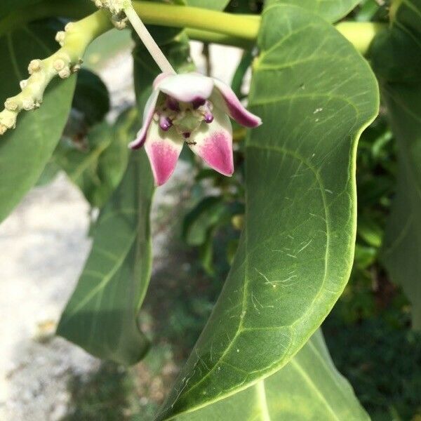 Calotropis procera Blomma