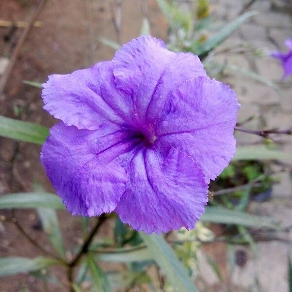 Ruellia simplex 花