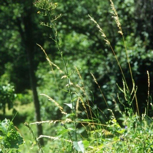 Lactuca quercina Агульны выгляд