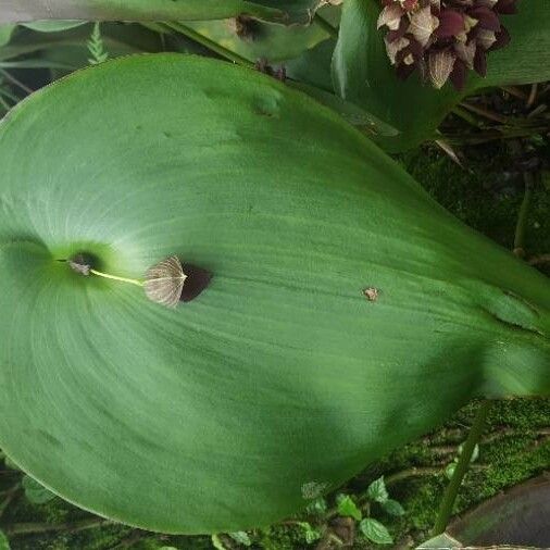 Pleurothallis teaguei Leaf