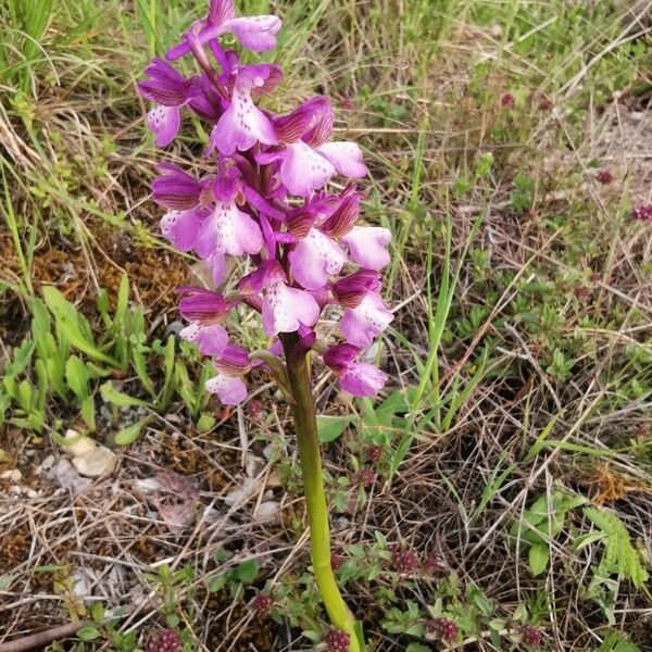 Anacamptis morio عادت