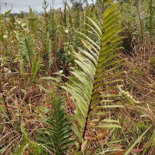 Nephrolepis abrupta Folha