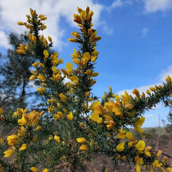 Ulex europaeus Λουλούδι