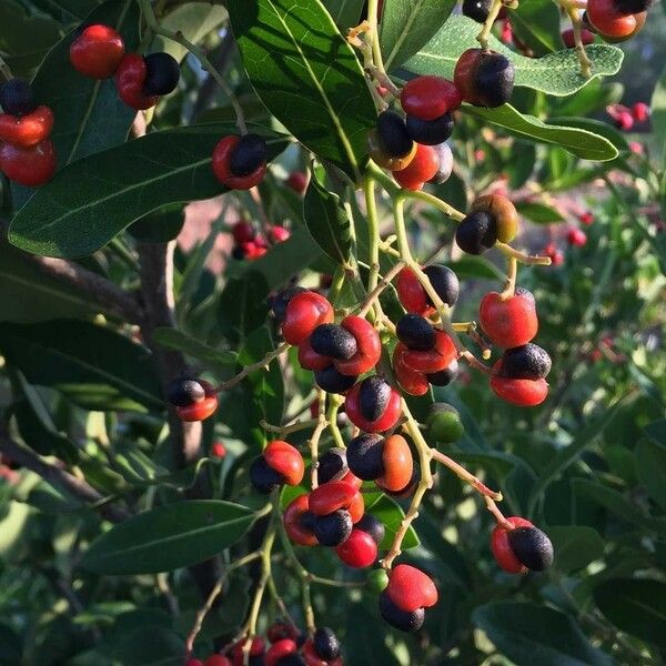 Apodytes dimidiata Fruit