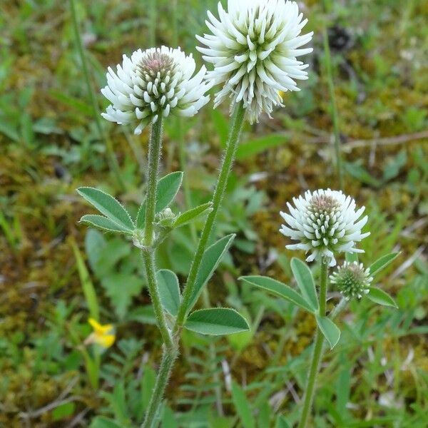 Trifolium montanum Flower