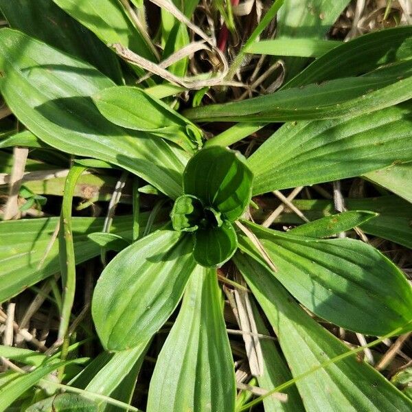 Plantago argentea Hoja