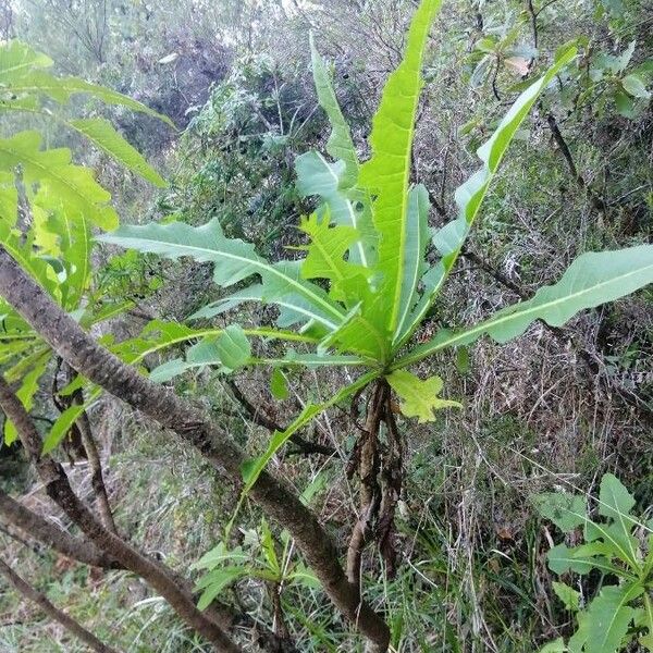 Sonchus fruticosus Fiore