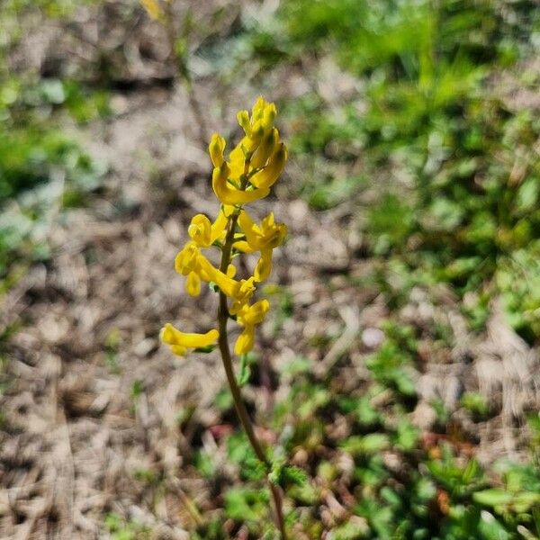 Corydalis aurea Kwiat