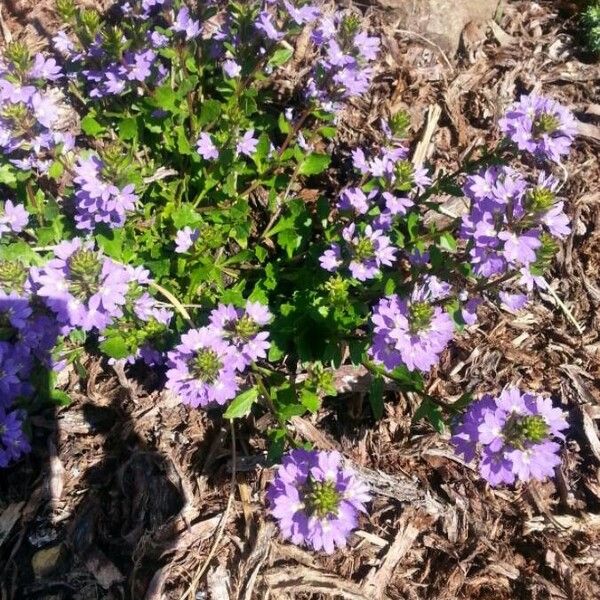 Campanula poscharskyana Flower