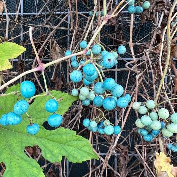 Vitis aestivalis Hedelmä