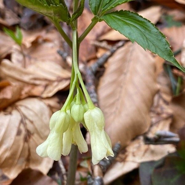 Cardamine enneaphyllos ফুল