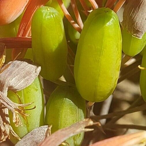 Aloe striata Fruto
