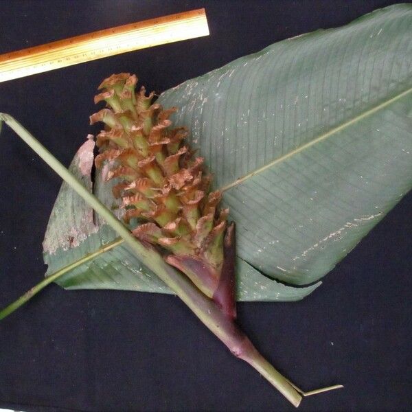 Calathea guzmanioides Fruit