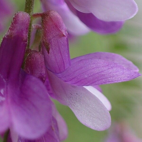 Vicia tenuifolia Flower