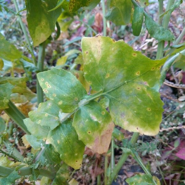 Sonchus tenerrimus 葉